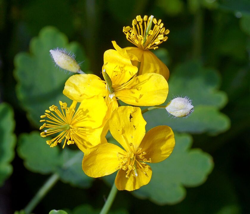 Celandine για τη θεραπεία της προστατίτιδας